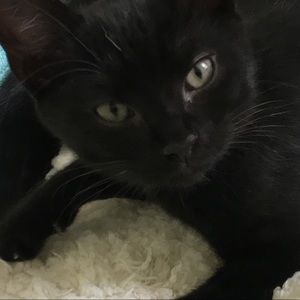 Meet your Posher, Roxanne